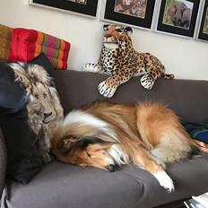 Collie langhåret Enzo