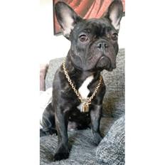 Fransk bulldog Kenzi