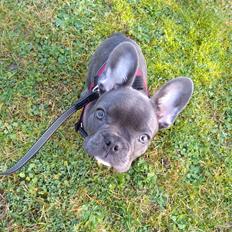 Fransk bulldog Quinn