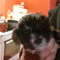 Lhasa apso Koda Von Moisen of HAKUNA MATATA (Aka Paddy)