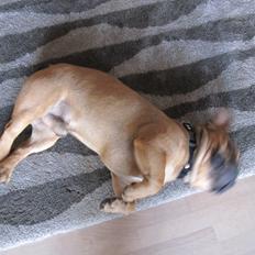 Fransk bulldog bonzo