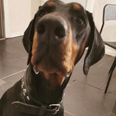 Dobermann Noah (Royal danish hot shot)