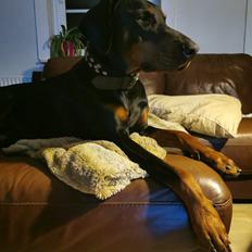 Dobermann Noah (Royal danish hot shot)