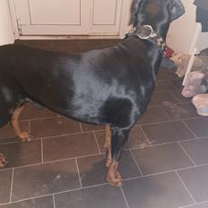 Dobermann Noah (Royal danish hot shot)