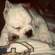 Engelsk bulldog Arthur