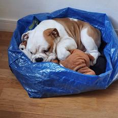 Engelsk bulldog Arthur