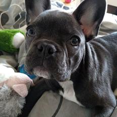 Fransk bulldog Quinn