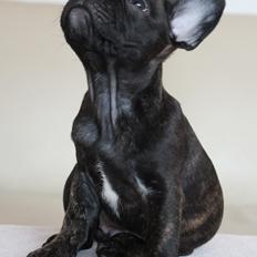 Fransk bulldog Molosshuset The Emperor's New Clothes