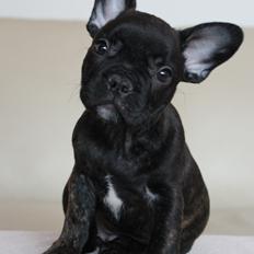 Fransk bulldog Molosshuset The Emperor's New Clothes