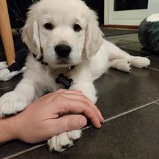 Golden retriever Eddie