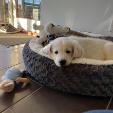 Golden retriever Eddie