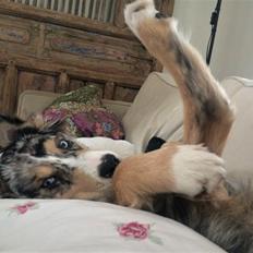 Blanding af racer Leeloo