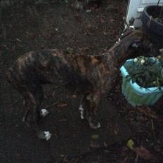 Greyhound Eikica Brave Billy