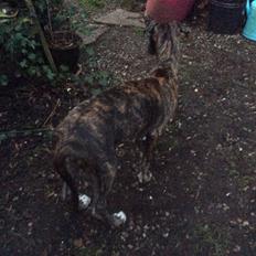 Greyhound Eikica Brave Billy