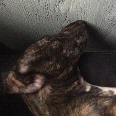 Greyhound Eikica Brave Billy