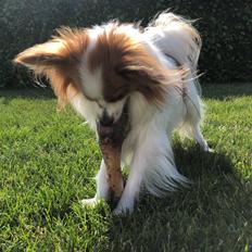 Papillon Milo