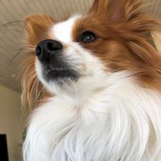 Papillon Milo