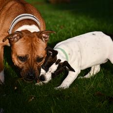 Staffordshire bull terrier Pure Ecstasy of Stafford Edition Aka. Zola