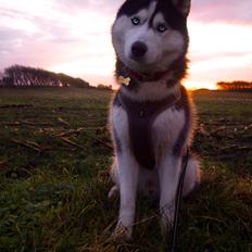 Siberian husky Koda