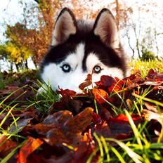 Siberian husky Koda