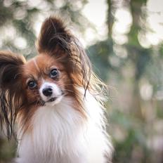 Papillon Hugo RIP