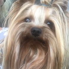 Yorkshire terrier Oscar