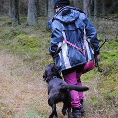 Labrador retriever Haulundgårds Naja "Liva"