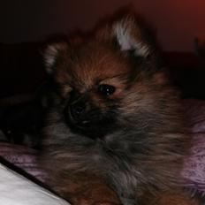 Pomeranian Alou 