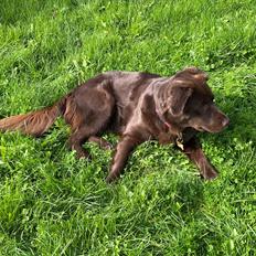 Blanding af racer Pepsi