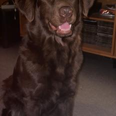 Blanding af racer Pepsi