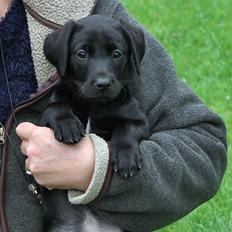 Labrador retriever Indiana