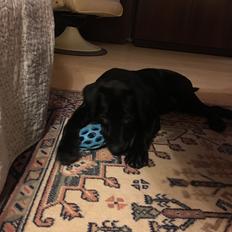 Labrador retriever Indiana