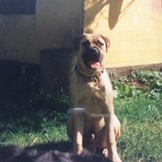 Bullmastiff Bastian “himmelhund”