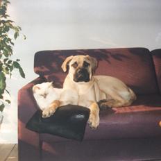 Bullmastiff Bastian “himmelhund”