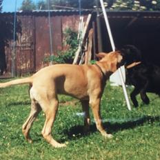 Bullmastiff Bastian “himmelhund”