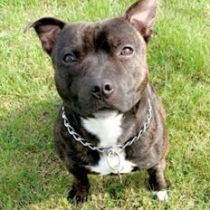 Staffordshire bull terrier Lundgaards Scar *Charlie*
