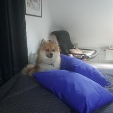 Blanding af racer Chico (kennelnavn: Kalle Kulmule)