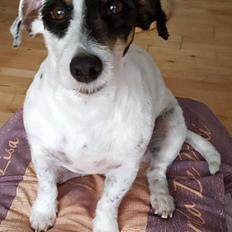 Jack russell terrier Anton