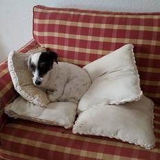 Jack russell terrier Anton