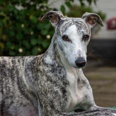 Whippet Bianchi