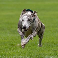 Whippet Bianchi