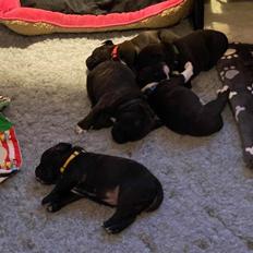 Staffordshire bull terrier Precious staff´s Be a x-mas Light // Vito