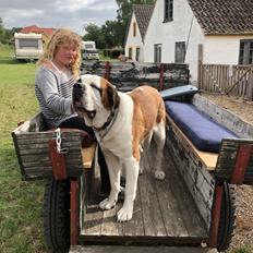 Sankt bernhardshund Jersey 