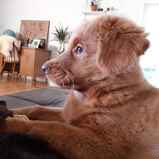 Nova scotia duck tolling retriever Marley