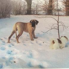 Mastiff Cleo “Himmelhund”