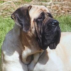 Mastiff Cleo “Himmelhund”
