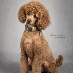 Dværgpuddel Floxie sunset Fabulos Friend (Baby)