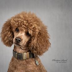 Dværgpuddel Floxie sunset Fabulos Friend (Baby)