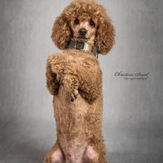 Dværgpuddel Floxie sunset Fabulos Friend (Baby)