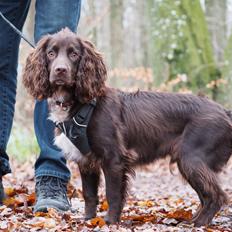 Cocker spaniel Jacko